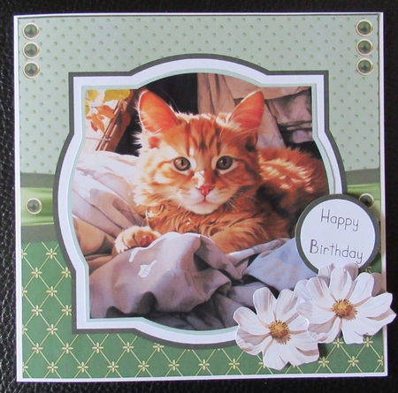 Purrfect Feline Friends by Davina Rundle