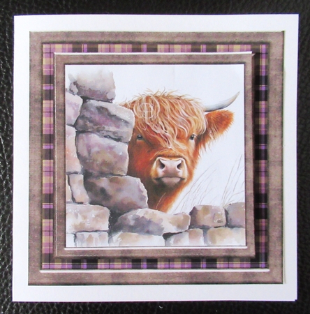 Nosy Highland cow card front 8 by Davina Rundle