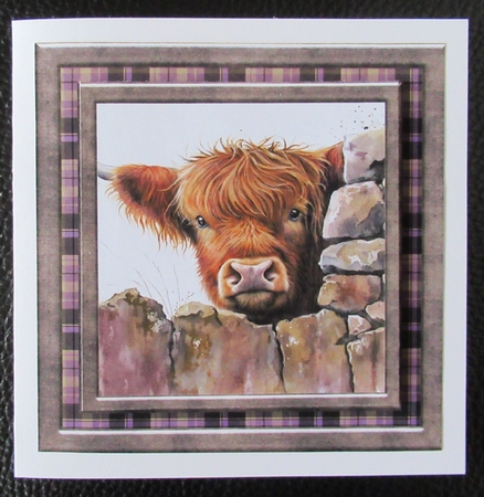 Nosy Highland cow card front 9 by Davina Rundle