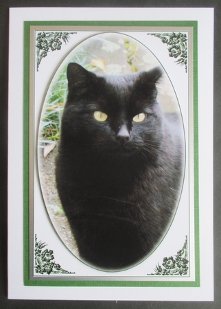 Black Cat Quick Card by Davina Rundle
