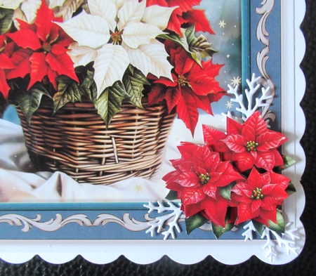 Beautiful  Poinsettia by Davina Rundle