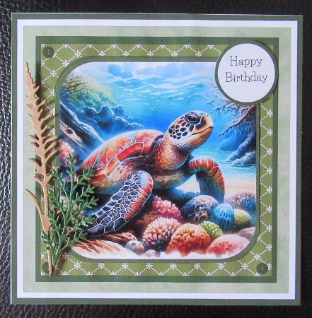 Turtles and Terrapins by Davina Rundle