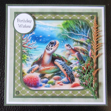 Turtles and Terrapins by Davina Rundle