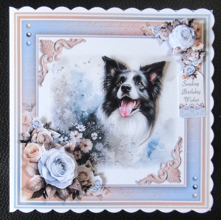 Paw Prints (Border Collie) by Davina Rundle