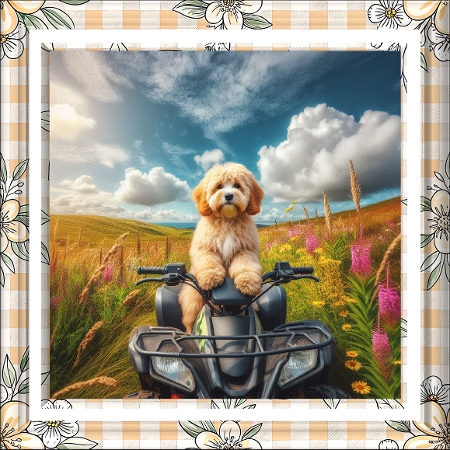 dogs on quad bikes by Davina Rundle