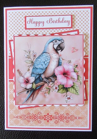 Macaws Mini Kit 5x7 (3) by Davina Rundle