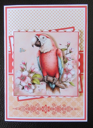 Macaws Mini Kit 5x7 (3) by Davina Rundle
