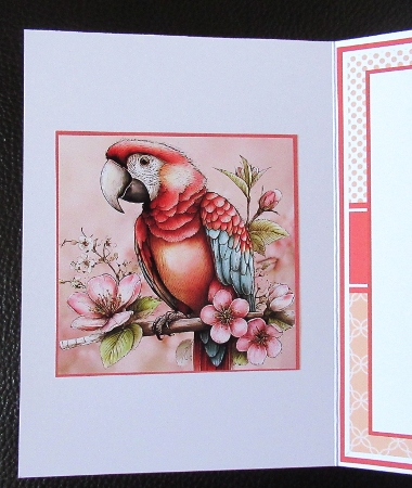 Macaws Mini Kit 5x7 (3) by Davina Rundle