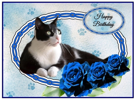 Black and White Cat with Blue Roses Thank You by Davina Rundle