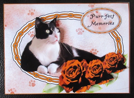 Black and White Cat with Gold Roses Purrfect Memories by Davina Rundle