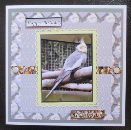Cockatiel Background by Davina Rundle