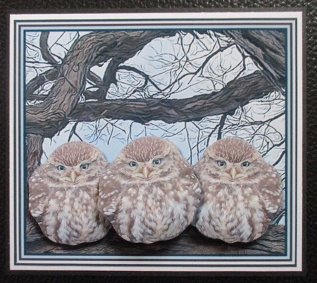 3 Little Owls in a Tree 3D Decoupage by Davina Rundle
