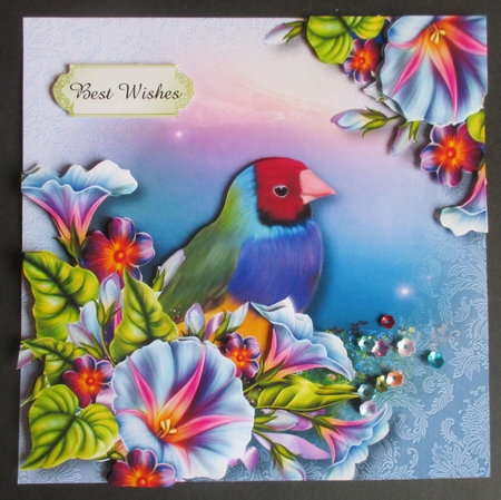 Rainbow Finch & Morning Glory by Davina Rundle