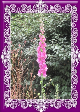 Purple (1) Lace Frames - 2 x A5 by Davina Rundle