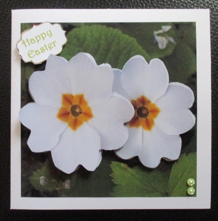Spring Time - Eostra - Easter - Primroses + Insert & Tag by Davina Rundle