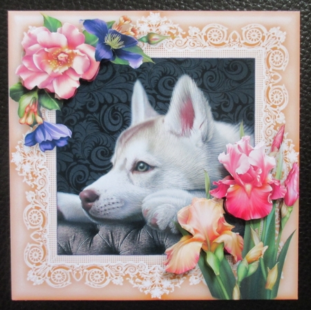 Husky Dog At Home (2) 8 x 8 Floral Decoupage Card Topper by Davina Rundle