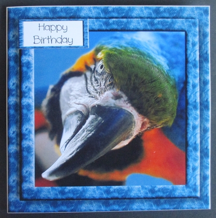 Animal Magic - The Parrot by Davina Rundle