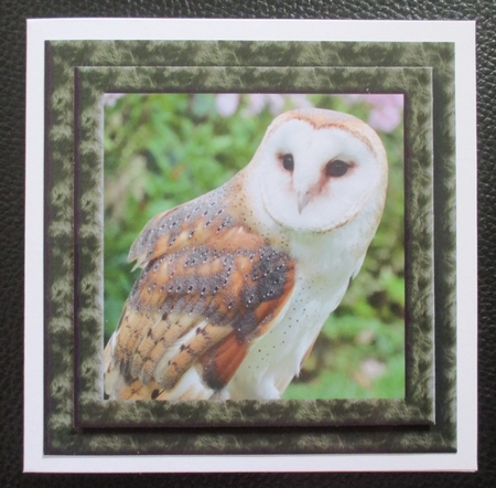 Animal Magic - The Barn Owl by Davina Rundle