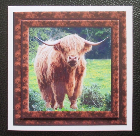 Animal Magic - The Highland Cow by Davina Rundle