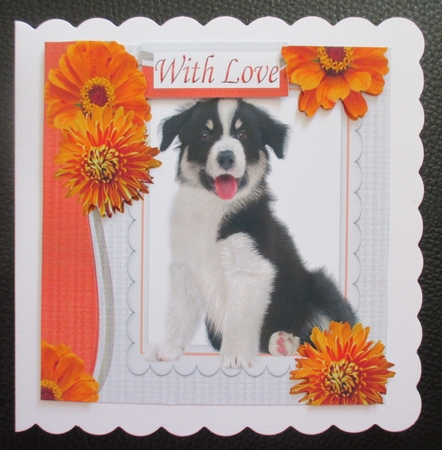 Border collie with orange flowers in ornate frame 8x8  by Davina Rundle