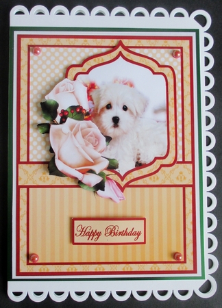 Maltese puppy & roses by Davina Rundle