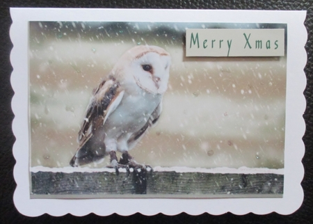 Owl in Snow by Davina Rundle