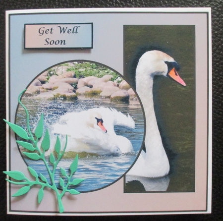 Swan by Davina Rundle