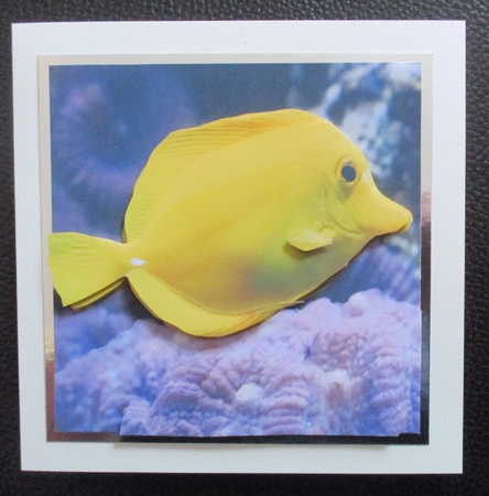 Because We Love Vertebrates - Coral Reef Tropical Marine Lemon Doktor Fish - Decoupage + Insert & Tag by Davina Rundle