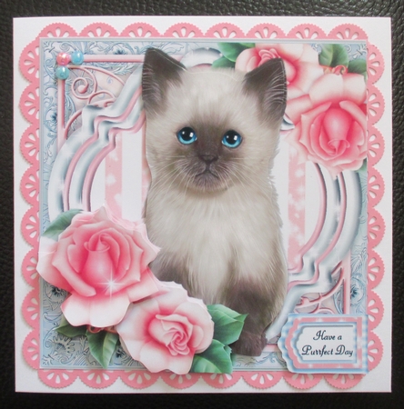 Purrfectly Poised - Cute Kitten by Davina Rundle