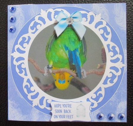 BUDGIE BACK ON YOUR FEET, GET WELL,BIRTHDAY AND OTHER SENTIMENTS by Davina Rundle