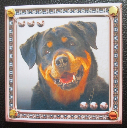 JJ LOVE MY DOG ROTTWEILER 8x8 by Davina Rundle