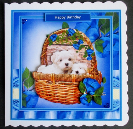 Beautiful Maltese Pups by Davina Rundle