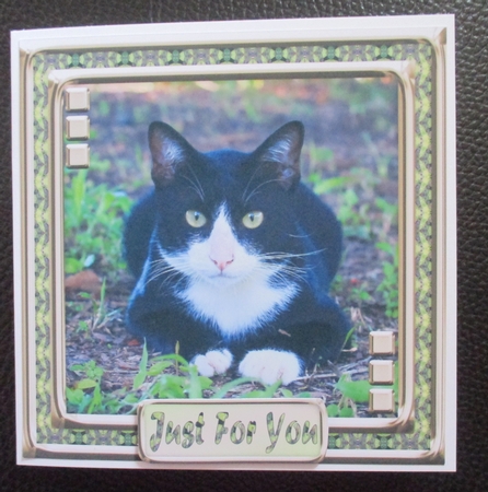 JJ LOVE MY CAT 3 8X8 by Davina Rundle