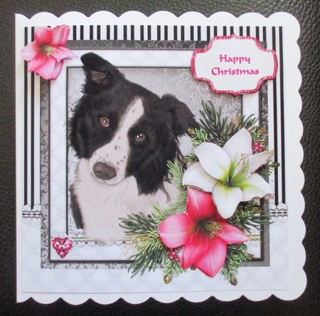 Border Collie in the Amaryllis Bloom at Christmas by Davina Rundle