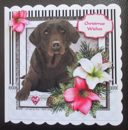 Chocolate Labrador in the Amaryllis Bloom at Christmas by Davina Rundle