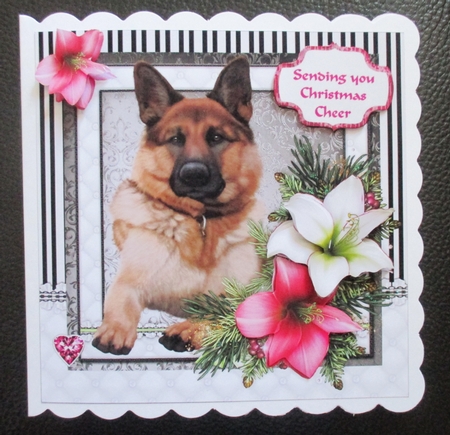 German Shepherd in the Amaryllis Bloom at Christmas by Davina Rundle