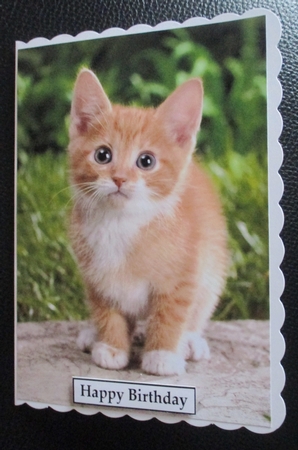 Cute Ginger Kitten A5 Quick Card by Davina Rundle