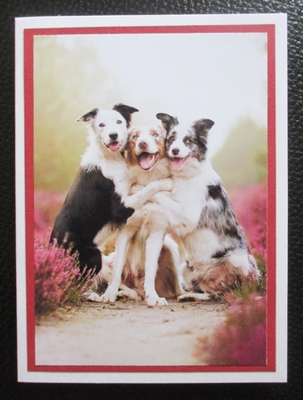 Cuddling Dogs A5 Quick Card by Davina Rundle
