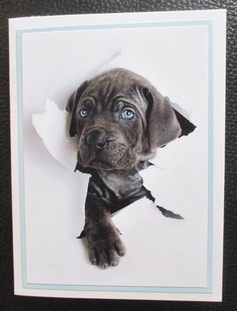 Puppy Breaking Out A5 Quick Card by Davina Rundle