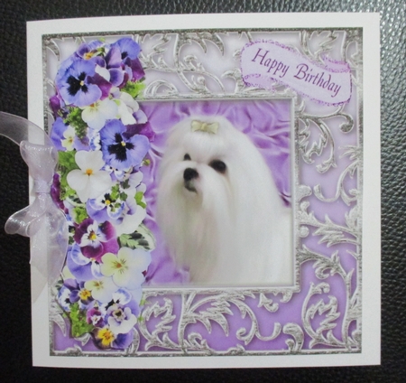 Beautiful Maltese by Davina Rundle