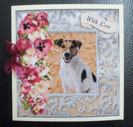 Beautiful Jack Russell  by Davina Rundle
