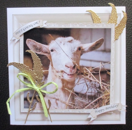 FUNNY HAY DIET MULTI SENTIMENT by Davina Rundle
