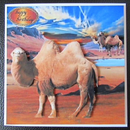 camel by Davina Rundle