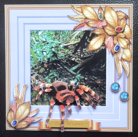 Wildlife Stepping Out - Spider by Davina Rundle