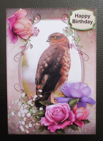 Juvenille Sparrowhawk by Davina Rundle