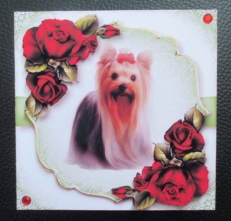 Gorgeous Yorkie & Red Roses by Davina Rundle