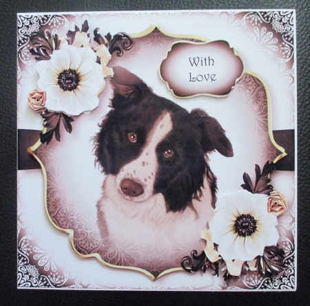 Gorgeous Border Collie & White Annemone by Davina Rundle