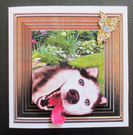 Stepping Out Again - Silly Dog by Davina Rundle