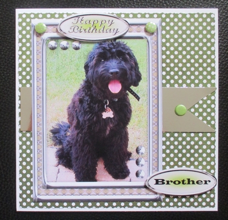 JJ LABRADOODLE 3 5X7 by Davina Rundle