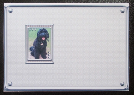 JJ LABRADOODLE 3 5X7 INSERT by Davina Rundle